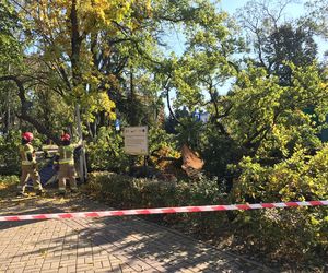 Dąb runął na chodnik w centrum Hrubieszowa. Drzewo było pomnikiem przyrody [ZDJĘCIA] 