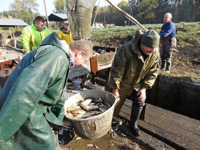 Karpie będą po 20 zł