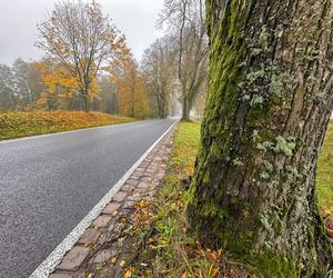 Pancerny Zbyszek miał furę szczęścia. Przysnąłem i palnąłem w drzewo