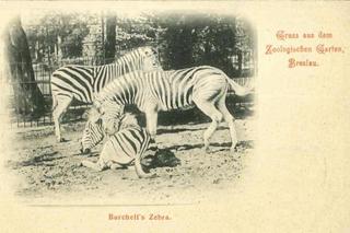 To się działo we Wrocławiu ponad 100 lat temu!