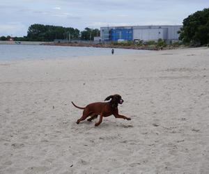 Jedyne takie miejsce na plażowej mapie Gdańska. Właściciele psów powinni o nim wiedzieć!