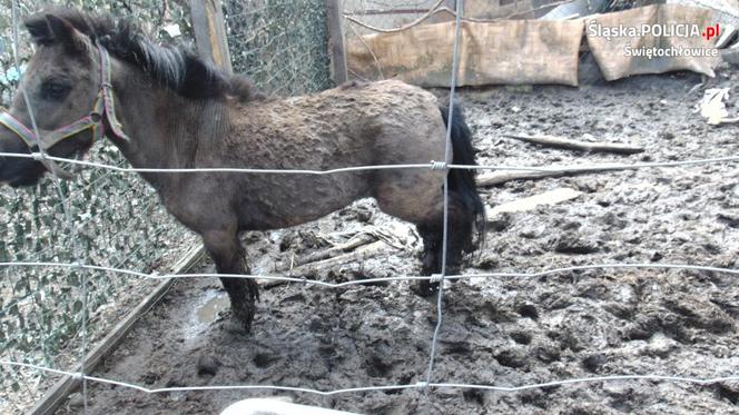 Ruda Śląska: W ogrodzie trzymał wychudzone, brudne i zaniedbane zwierzęta [ZDJĘCIA]