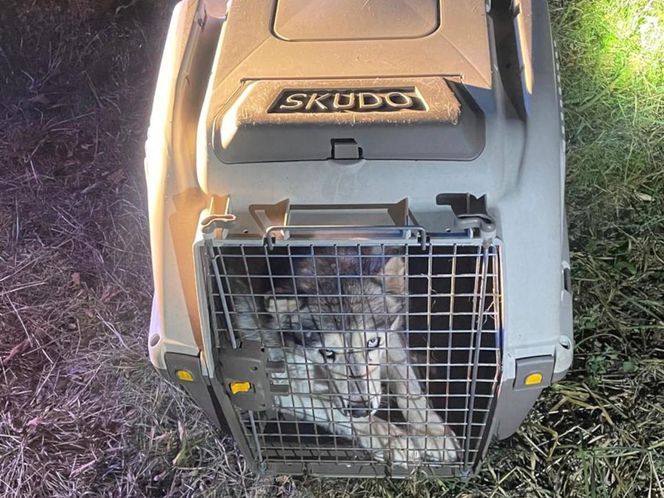 Ktoś wsadził psa do transportera i porzucił obok działek w Bydgoszczy! Policja szuka właściciela