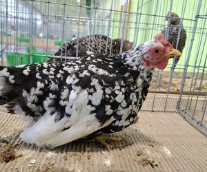 Kalisz. Rasowe gołębie, drób i króliki można podziwiać w hali OSRiR