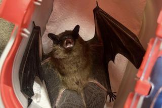  Nietoperzyca Julia będzie hibernować w Lecznicy