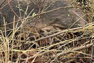 Sopot. Dziki urodziły się obok parkingu. Maciora i warchlaki przy Centrum Opieki Geriatrycznej