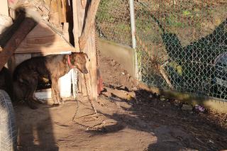 Posiadali psy bez odpowiedniego zezwolenia. Usłyszeli zarzuty