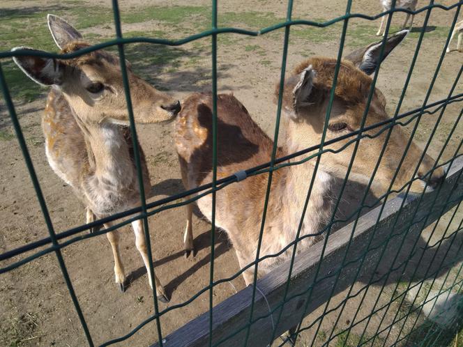 Zoo w miejscowości Chleby