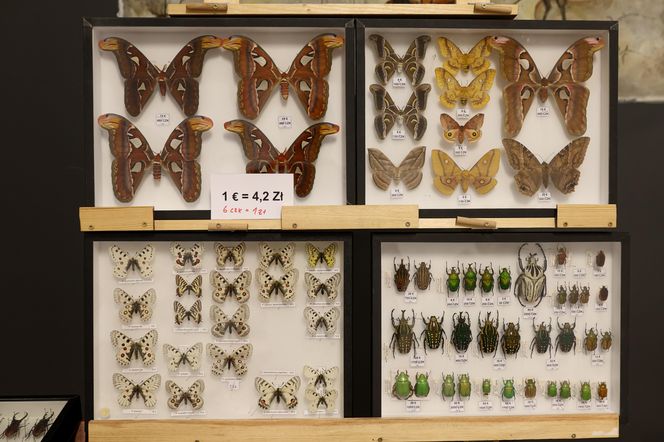 I Międzynarodowy Dzień Wymiany Owadów i Targi Entomologiczne w Bytomiu