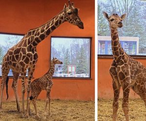 W Śląskim Ogrodzie Zoologicznym w Chorzowie urodziła się samica żyrafy