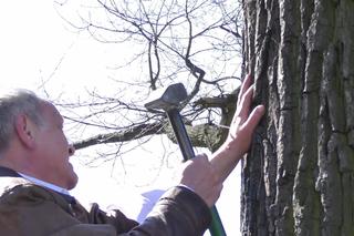 Przybił swoją rękę do drzewa. Makabryczny protest ekologa z Gniezna [WIEDO]