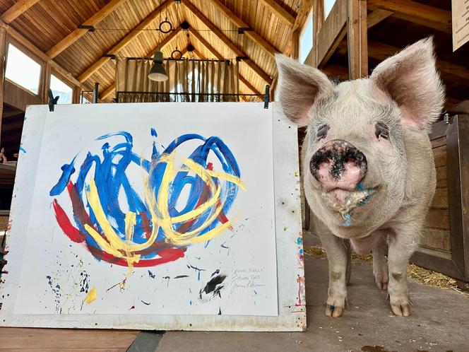 Świnia została malarzem!
