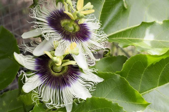 Passiflora