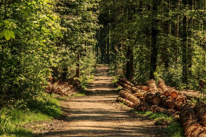 Z mysłowickiej dzielnicy Kosztowy ma zniknąć 11 hektarów lasu. Mieszkańcy protestują