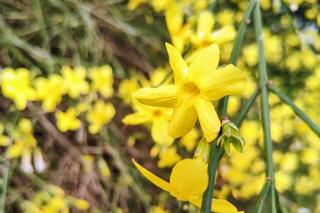 Pierwsze oznaki wiosny we Wrocławiu. Ogród Botaniczny pełen przebiśniegów i krokusów
