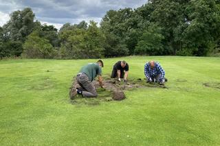 Dziki na polu golfowym