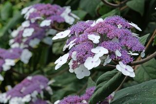 Nowa odmiana hortensji rośnie w polskich ogrodach! Posadź ją we wrześniu, a wiosną krzewy obsypią aksamitne kwiaty