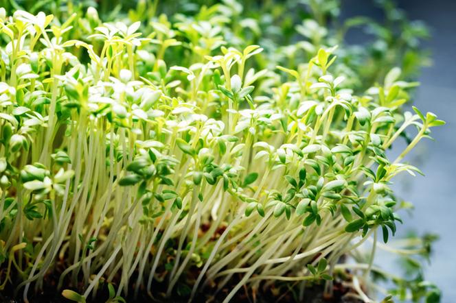 Zastosowanie soku z rzeżuchy