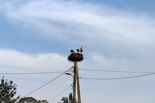 Deszcz uszkodził dom bocianiej rodziny w Krutyni