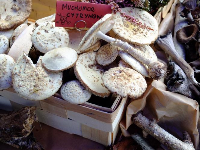 Panie z Sanepidu w Opolu Lubelskim zatroszczyły się o grzybiarzy. Przygotowały  wystawę ze świeżych grzybów, a "eksponaty" zebrały same!
