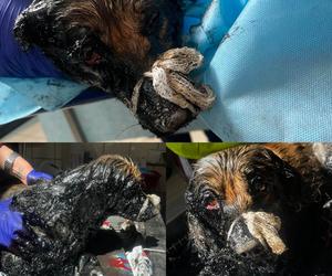 Psy uwięzione w smole. Dramatyczna akcja ratowania ofiar „ludzkiej głupoty”