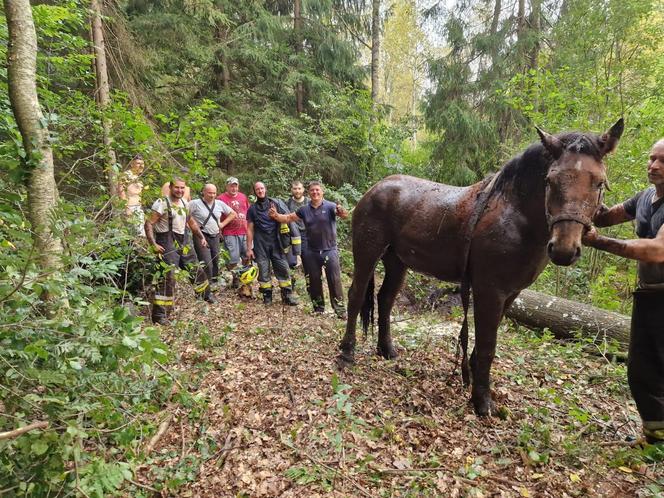 Nietypowe interwencje służb. Strażacy-ochotnicy uratowali stado koni, a strażnicy miejscy sarenki