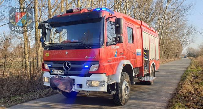 Płock. O krok od tragedii! Na drogę spadło drzewo podgryzione przez bobry! [ZDJĘCIA]