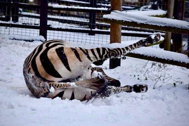 Zimowe harce na śniegu - zwierzaki z płockiego zoo szaleją ZOBACZ ZDJĘCIA!