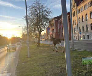 Łosie spacerowały po centrum Bydgoszczy! Mieszkańcy w szoku [ZDJĘCIA]