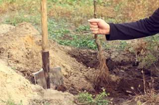 Wiosenne sadzenie drzew i krzewów ozdobnych z odkrytymi korzeniami