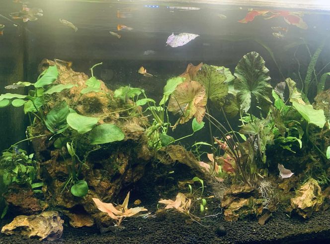 Rozmawiamy z Tomaszem Wiśniewskim, założycielem Aqua Dreams Bydgoszcz