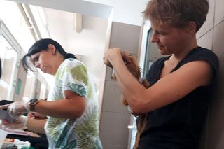 W Bydgoszczy odkryto pseudohodowlę yorków. To, co zobaczyłam, odebrało mi mowę