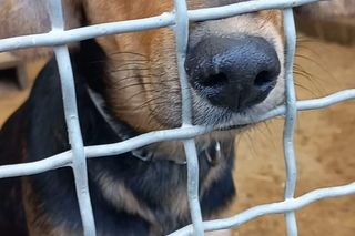 Schronisko dla zwierząt w Olsztynie oczami wolontariuszy