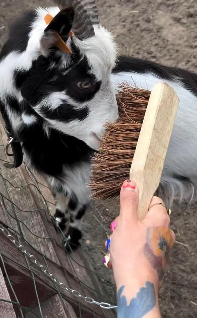 Zamiast dokarmiać, czochrają zwierzęta. Nowa atrakcja w lubińskim zoo