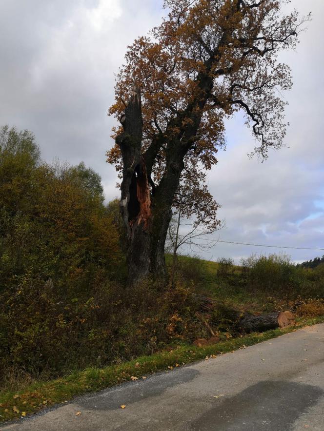 Leszczawa Dolna: na busa spadł konar drzewa! Wiatr powalił część 500-letniego dębu