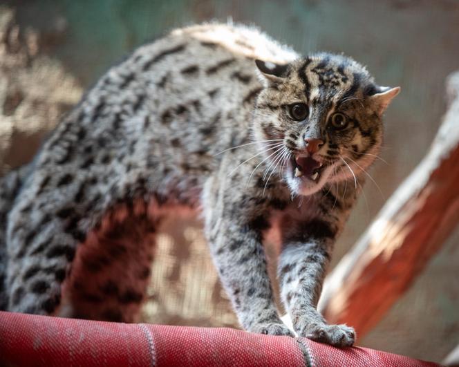 W Orientarium ZOO Łódź zamieszkały taraje