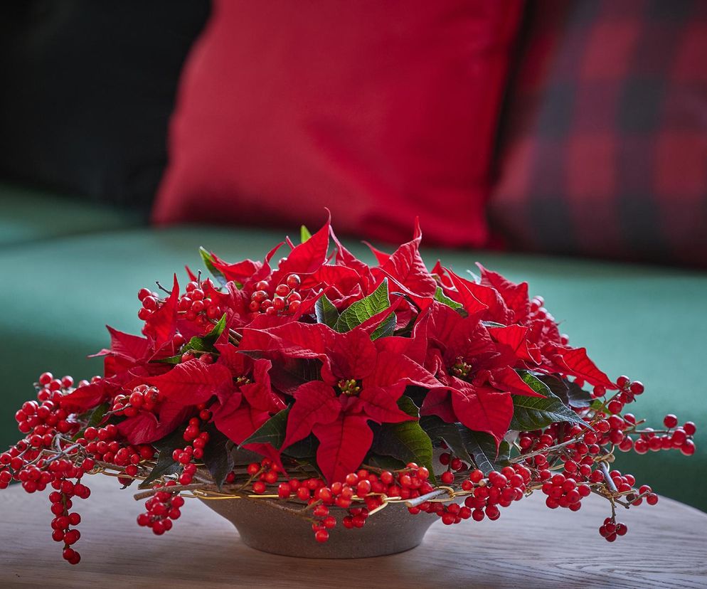 Gwiazda betlejemska - pielęgnacja