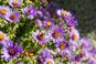 Marcinki - michałki - astry bylinowe - kwiaty, które zdobią jesienny ogród