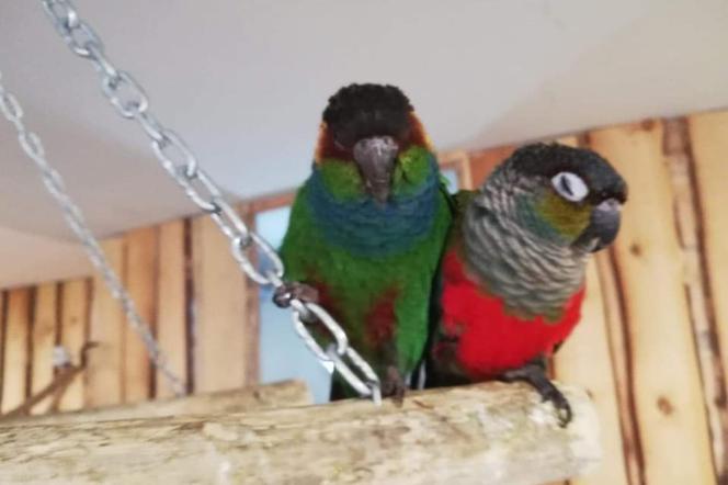 Skradziono ptaki z łódzkiej papugarni