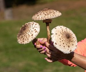 Jak przyrządzić kanie? Zmieszaj z wędzoną papryką oraz kapustą i przełóż do słoika. Przepis na grzyby