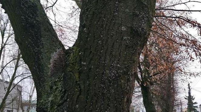 Pluskwiaki zimują na poznańskich lipach