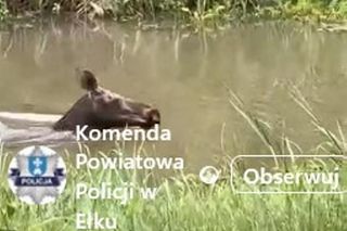 Łoś pływał w rzece i spacerował po Ełku! 