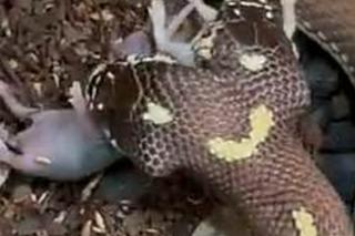 Dwugłowy wąż zjada dwie myszy naraz! 