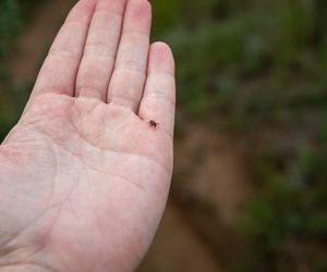 Kleszcze - wygląd, objawy ukąszenie, choroby odkleszczowe, usuwanie kleszcza