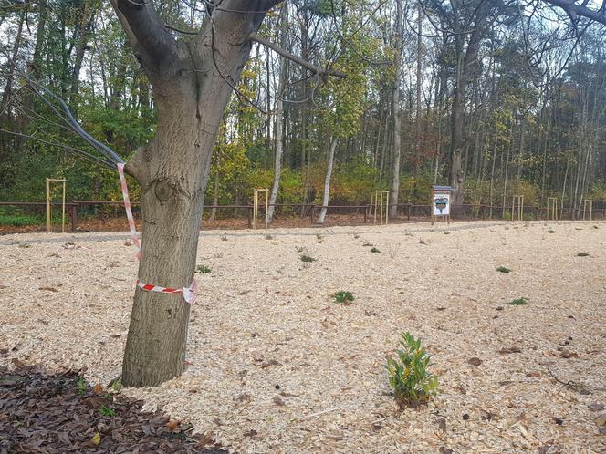 Przy siedzicie Nadleśnictwa Karczma Borowa w Lesznie powstaje ścieżka eduakcyjna "Na tropie przyrody" 