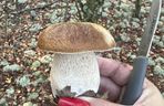 Grzyby w Toruniu