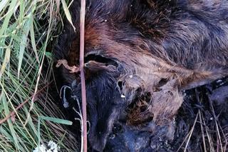 2500zł za zabójcę mojego psa