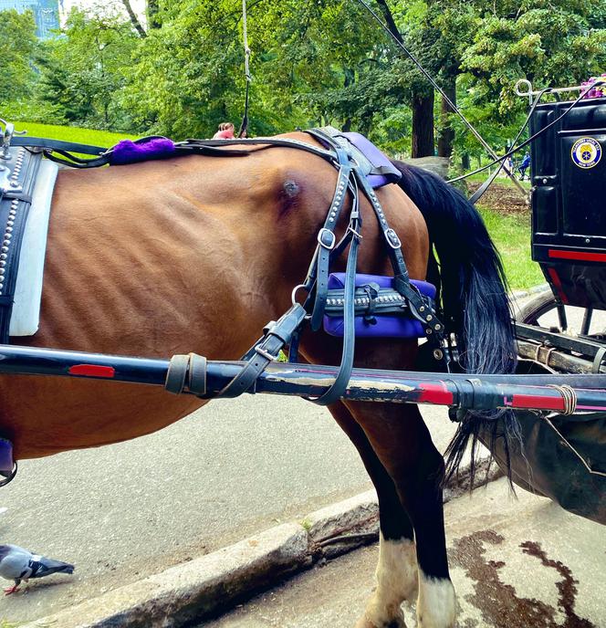 Zmuszali rannego do pracy