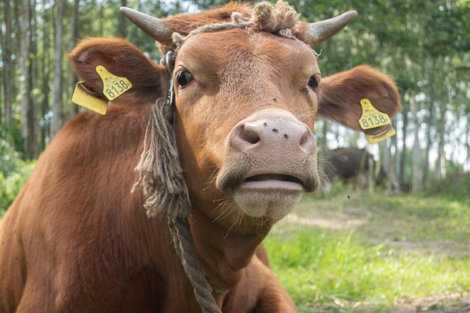 Farma 3: Marcin odpadł z programu i zdradził, co zamierza zrobić Tobiaszowi! Tego nikt się nie spodziewał