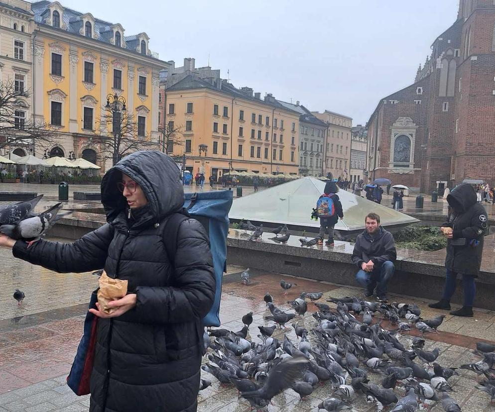 Akcja edukacyjna jak karmić gołębie